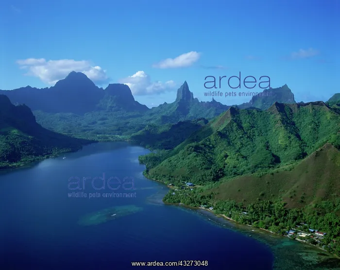 : Opunohu Bay, Moorea, French Polynesia : Opunohu Bay, Moorea, French Polynesia