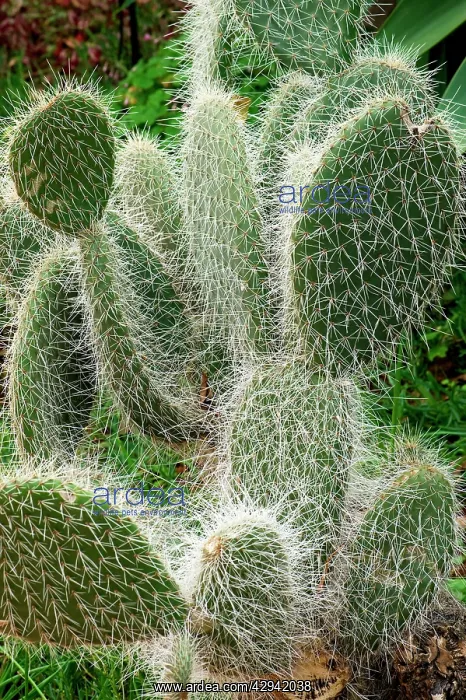 : Opuntia sp : Opuntia sp
