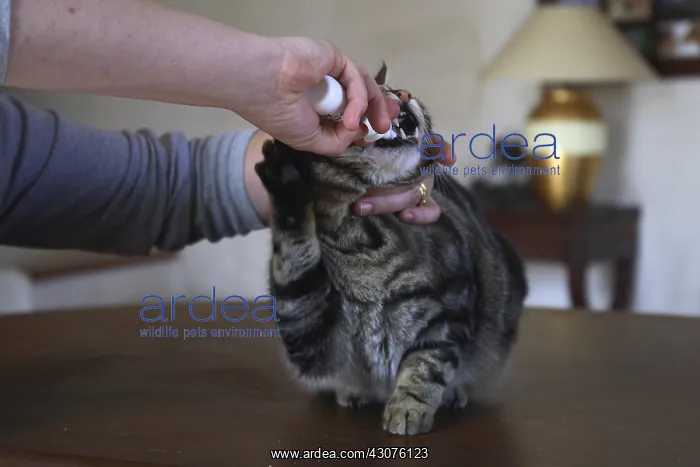 : Oral care given to a cat : Oral care given to a cat