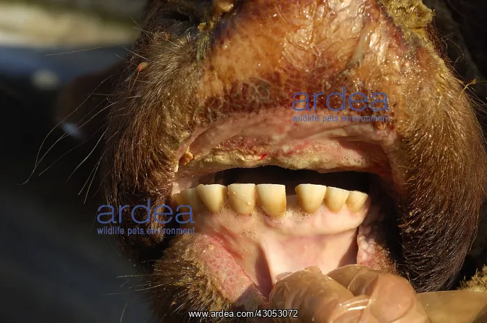 : Oral lesions of the bluetongue disease France : Oral lesions of the bluetongue disease France