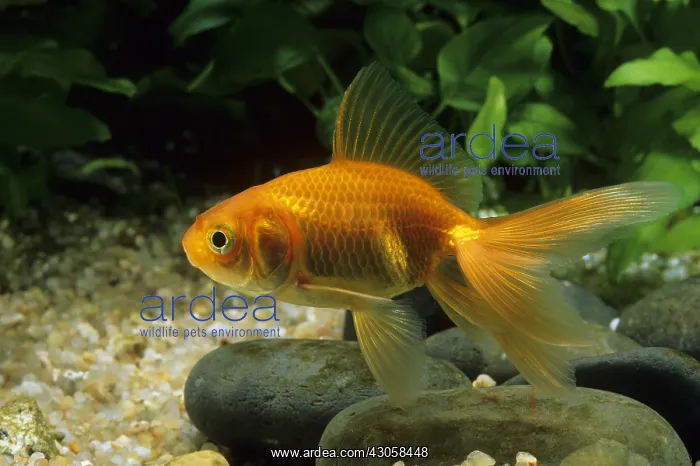 : Oranda Goldfish in aquarium : Oranda Goldfish in aquarium