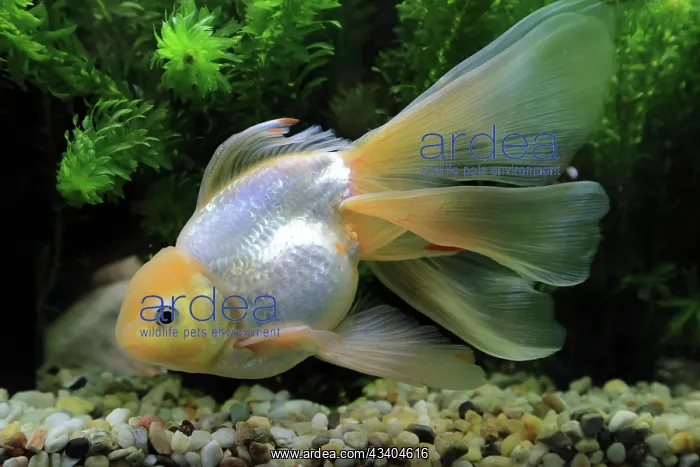 : Oranda Goldfish (Carassius auratus) as veiltail : Oranda Goldfish (Carassius auratus) as veiltail