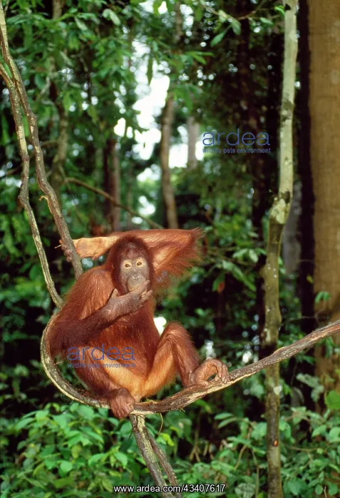 : ORANG-UTAN : ORANG-UTAN