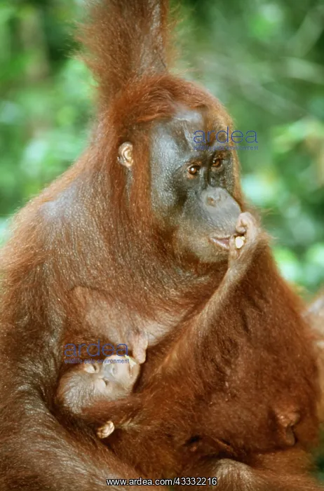 : Orang-utan - adult and baby suckling : Orang-utan - adult and baby suckling