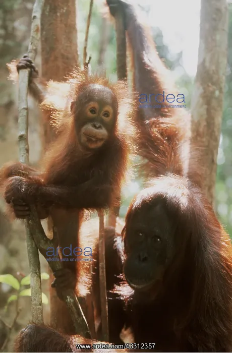 : Orang-utan - adult and baby in tree : Orang-utan - adult and baby in tree