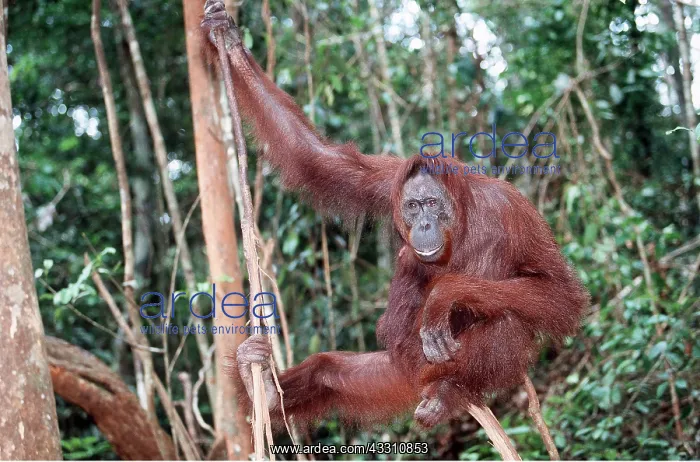 : Orang-utan - adult swinging : Orang-utan - adult swinging