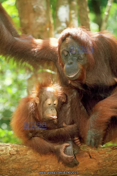 : Orang-utan - adult & young : Orang-utan - adult & young