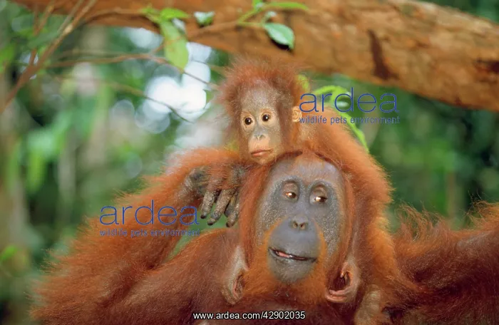 : Orang-utan - adult & young : Orang-utan - adult & young