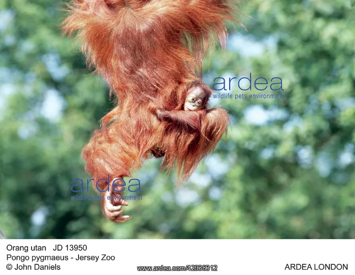 : Orang-utan - with baby : Orang-utan - with baby