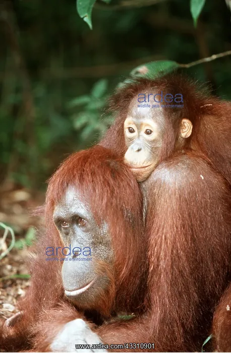 : ORANG-UTAN - baby on adult's shoulders : ORANG-UTAN - baby on adult's shoulders