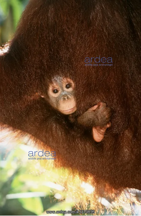 : Orang-utan - baby under arm : Orang-utan - baby under arm