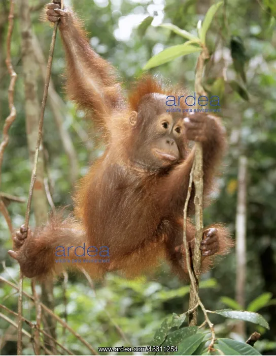 : Orang-utan - baby climbing : Orang-utan - baby climbing