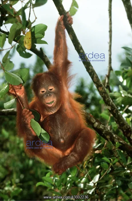 : Orang-utan - baby hanging from branch : Orang-utan - baby hanging from branch