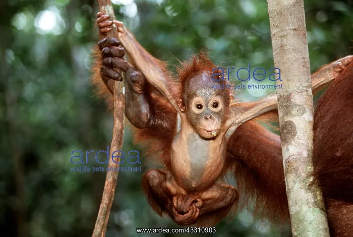 : Orang-utan - baby hanging stretched from two trees : Orang-utan - baby hanging stretched from two trees