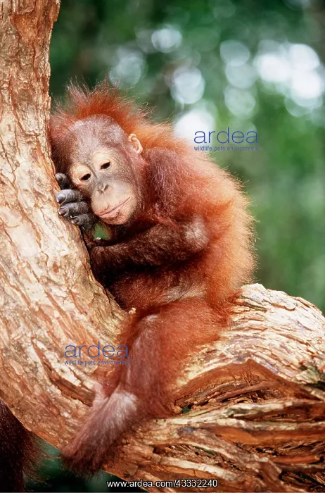 : Orang-utan - baby huddled in tree : Orang-utan - baby huddled in tree