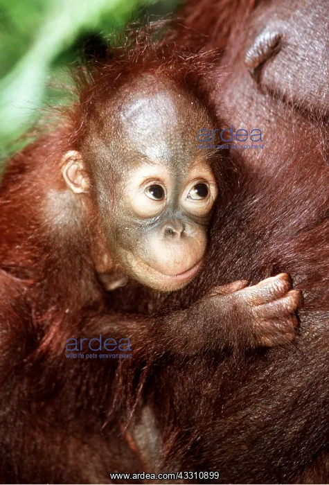 : Orang-utan - baby looking up : Orang-utan - baby looking up
