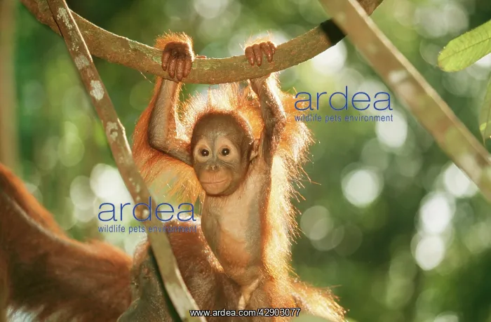 : ORANG-UTAN - baby swinging from branch : ORANG-UTAN - baby swinging from branch