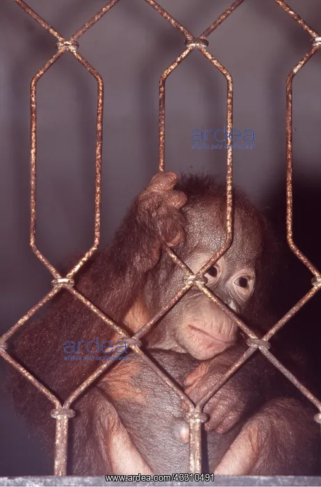  : Orang-utan - baby in zoo, behind fence