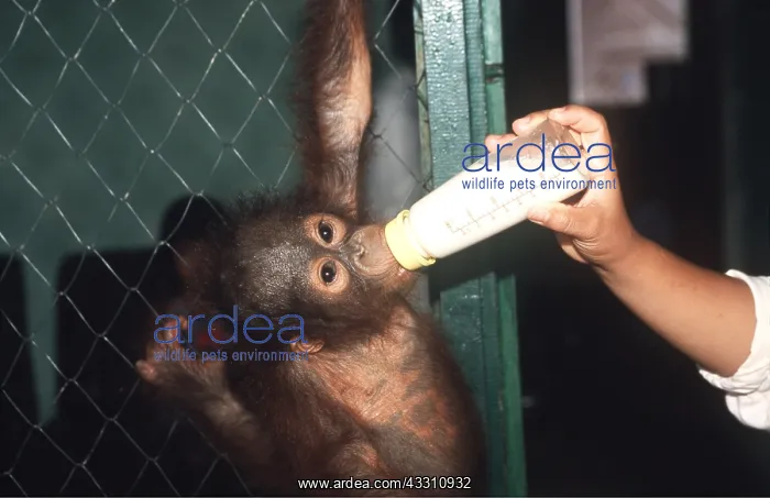 : Orang-utan - being bottle-fed : Orang-utan - being bottle-fed