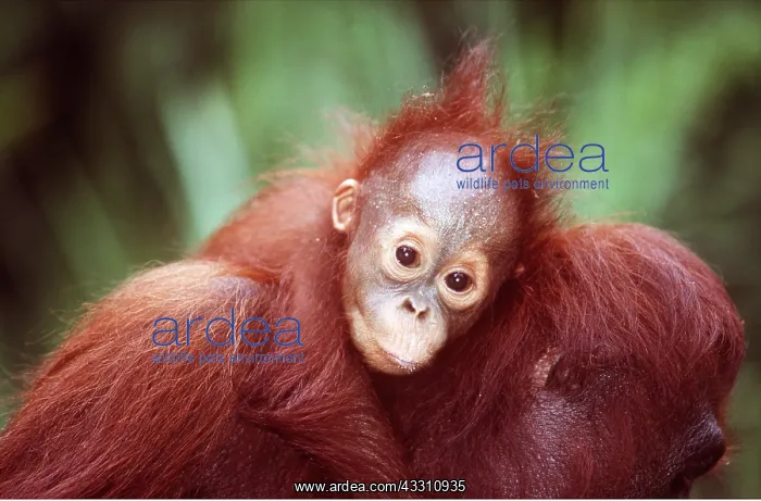: Orang-utan - close-up of baby on mother's back : Orang-utan - close-up of baby on mother's back