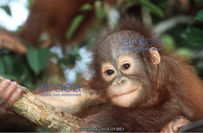 : Orang-utan - close-up of baby's face : Orang-utan - close-up of baby's face