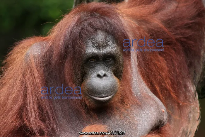 : Orang Utan close-up captive Orang Utan close-up captive : Orang Utan close-up captive Orang Utan close-up captive
