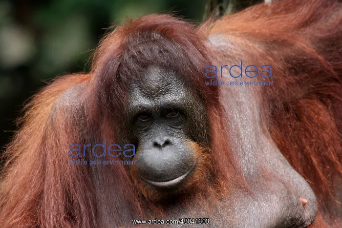 : Orang Utan close-up captive Orang Utan close-up captive : Orang Utan close-up captive Orang Utan close-up captive