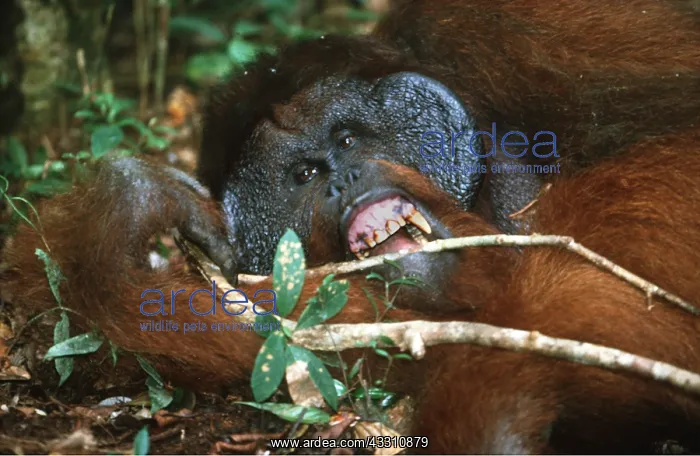 : Orang-utan - close-up chewing twig : Orang-utan - close-up chewing twig