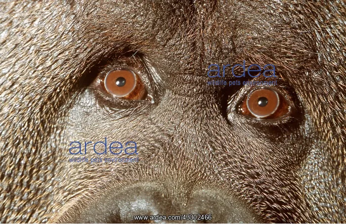 : Orang-utan - close-up of eyes / binocular vision : Orang-utan - close-up of eyes / binocular vision