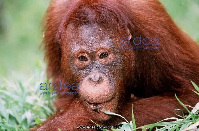 : Orang-utan - close-up of face : Orang-utan - close-up of face