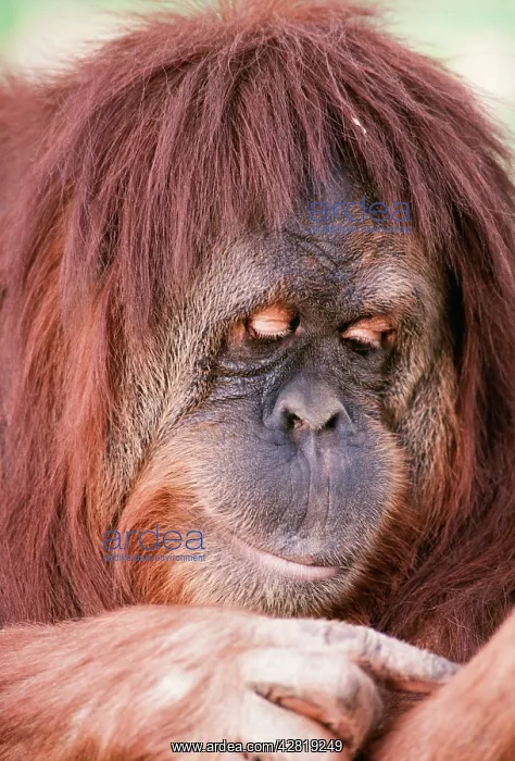 : ORANG-UTAN - close-up of female : ORANG-UTAN - close-up of female