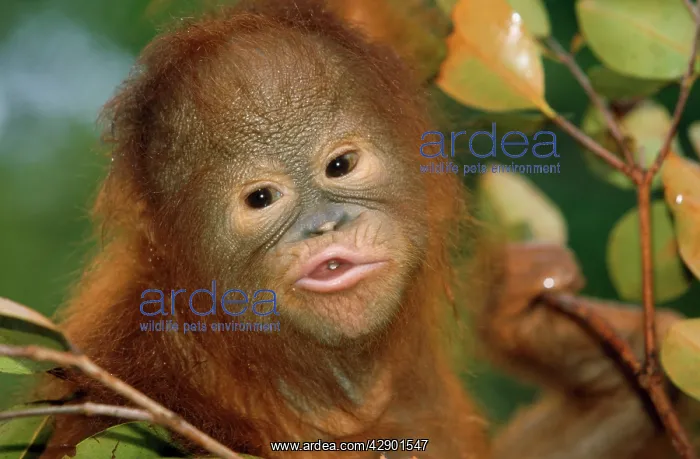 : Orang-utan - close-up funny face : Orang-utan - close-up funny face