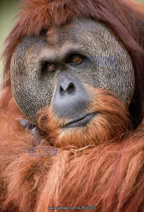 : ORANG-UTAN - close-up of male : ORANG-UTAN - close-up of male