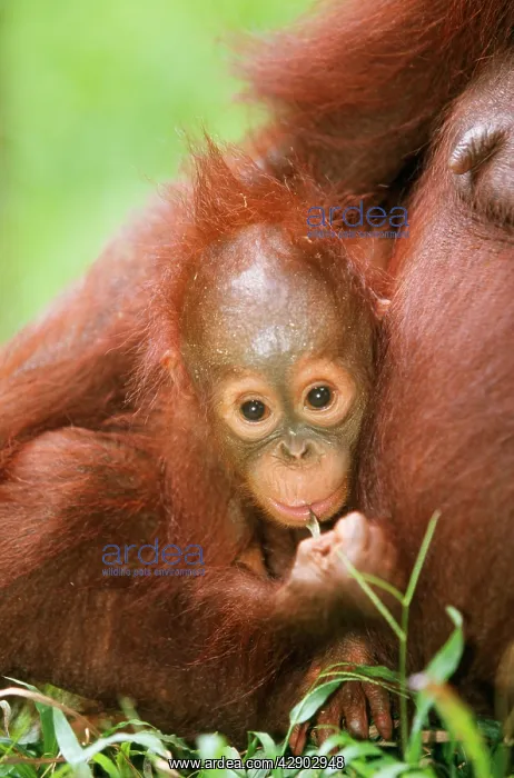 : Orang-utan - close-up of sitting baby : Orang-utan - close-up of sitting baby