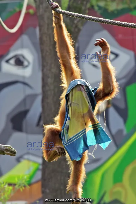 : Orang-utan - with cloth over head, playing, captive : Orang-utan - with cloth over head, playing, captive