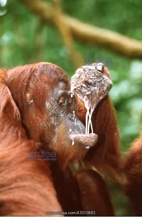 : Orang-utan - drinks cupped : Orang-utan - drinks cupped