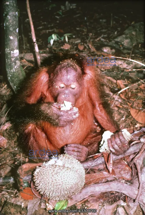 : ORANG-UTAN - eating : ORANG-UTAN - eating