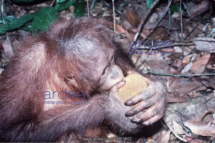 : ORANG-UTAN - eating durian fruit : ORANG-UTAN - eating durian fruit