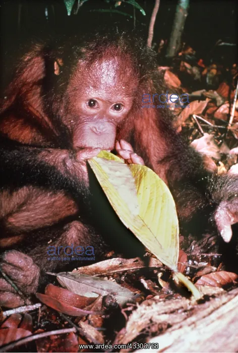 : ORANG-UTAN - eating from leaf : ORANG-UTAN - eating from leaf