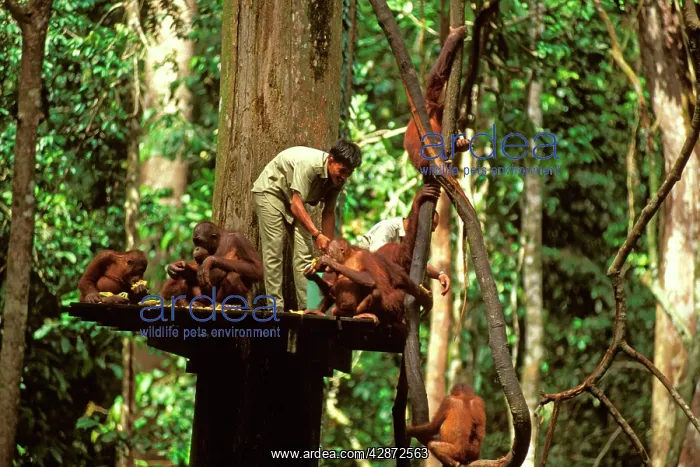: Orang-utan - Being fed by ranger from feeding platform : Orang-utan - Being fed by ranger from feeding platform