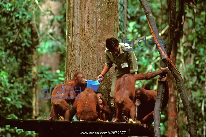  : Orang-utan - Being fed by ranger from feeding platform