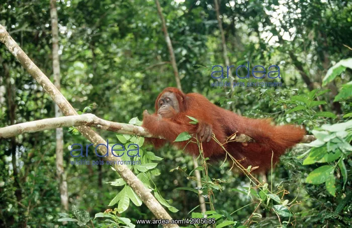 : Orang-utan - female & baby : Orang-utan - female & baby