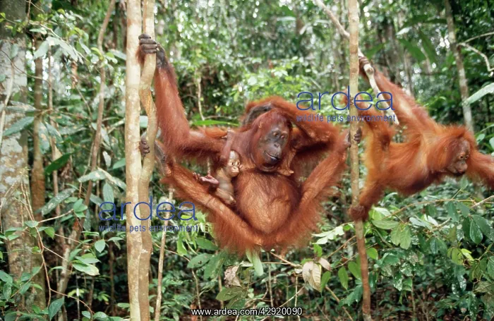 : ORANG-UTAN - female with baby and juvenile in trees : ORANG-UTAN - female with baby and juvenile in trees