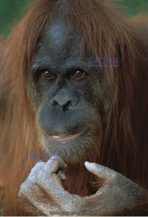 : Orang-utan - Female close-up of face : Orang-utan - Female close-up of face