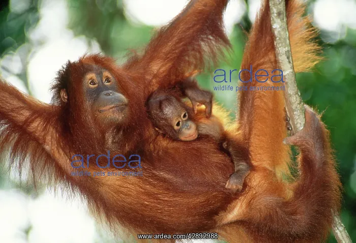 : Orang-utan - Female and infant : Orang-utan - Female and infant