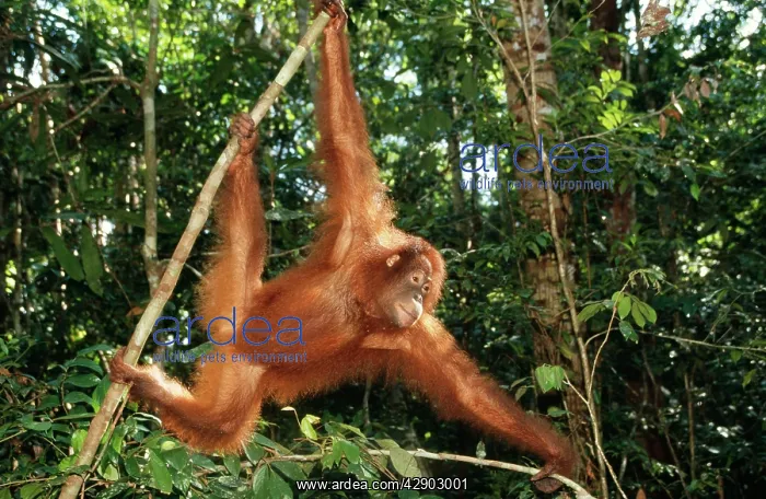 : Orang-utan - female swinging : Orang-utan - female swinging