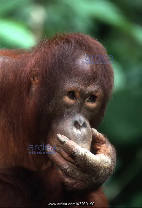 : Orang-utan - with hand over mouth : Orang-utan - with hand over mouth