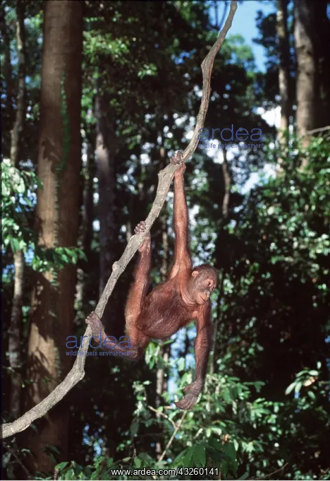 : ORANG-UTAN - hanging from branch : ORANG-UTAN - hanging from branch