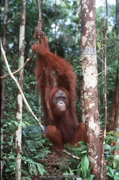 : Orang-utan - hanging on branch, swinging : Orang-utan - hanging on branch, swinging