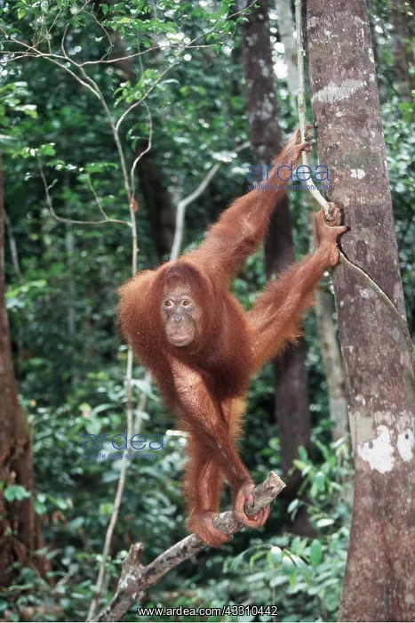 : Orang-utan - hanging between two trees : Orang-utan - hanging between two trees